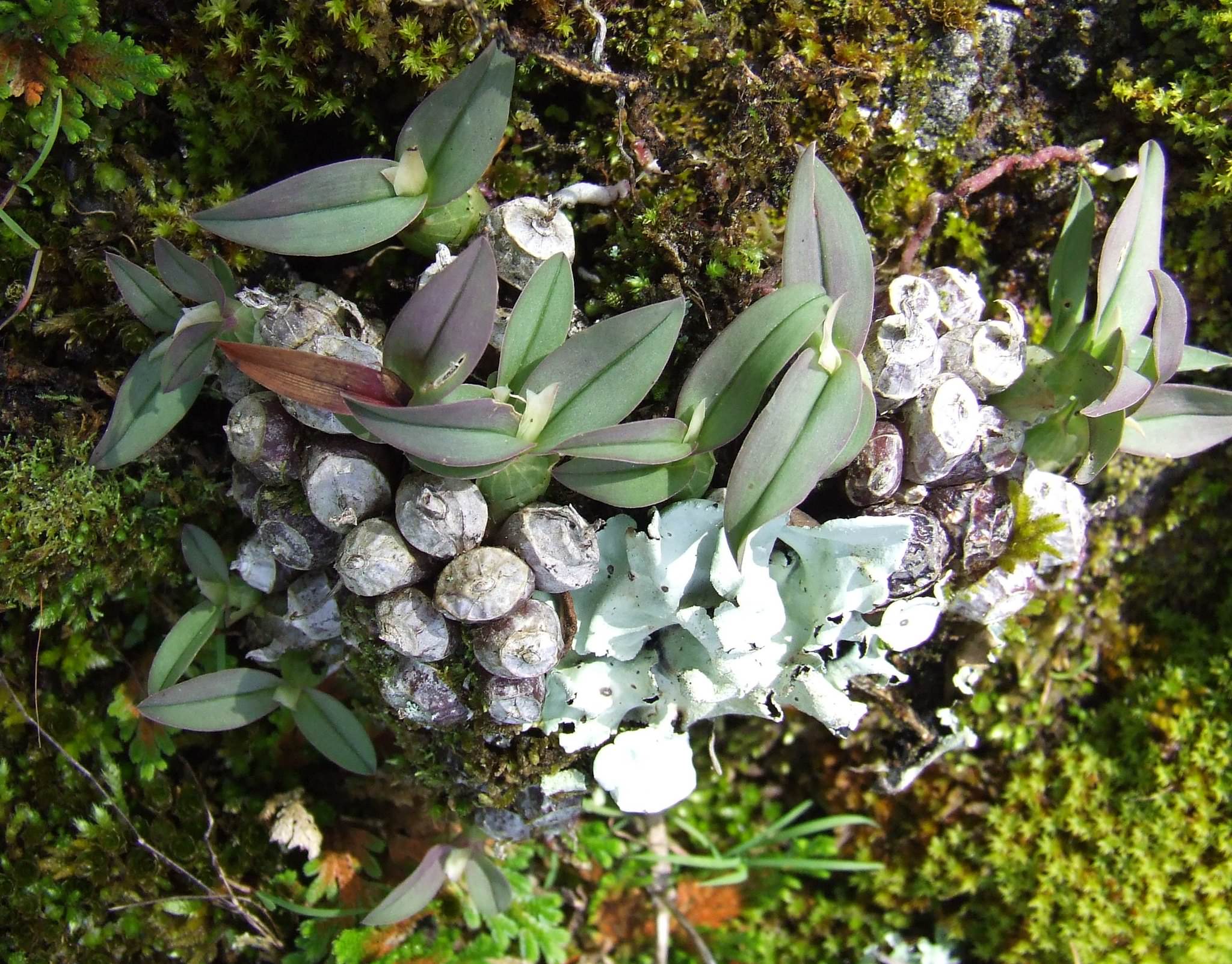 Epidendrum miserum